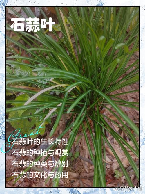 石蒜黄叶的原因和处理办法，石蒜叶子发黄原因-第7张图片-优品飞百科