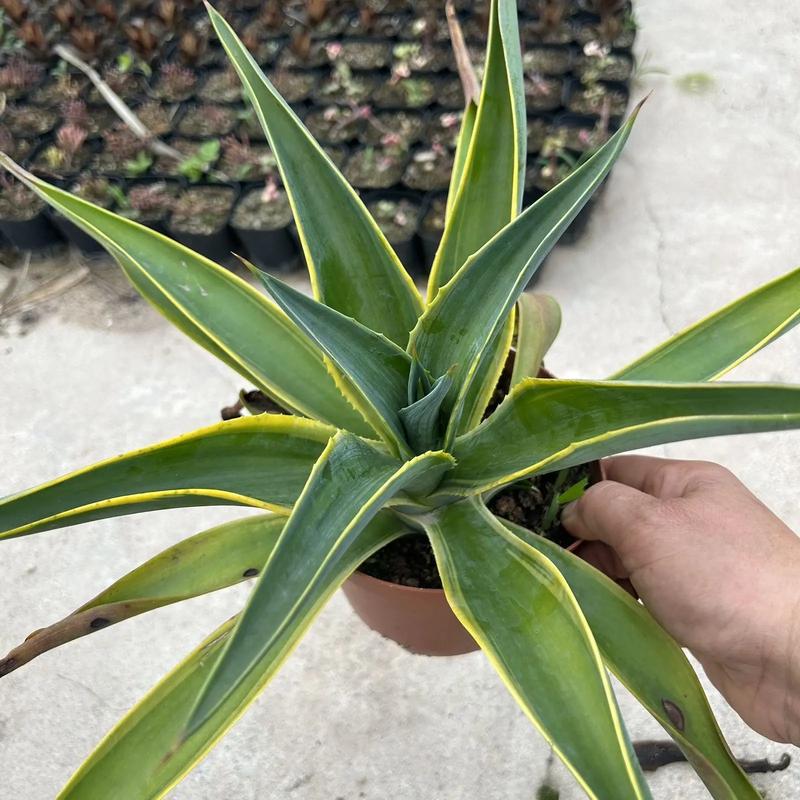 龙舌兰的常见病虫害，龙舌兰的虫子？