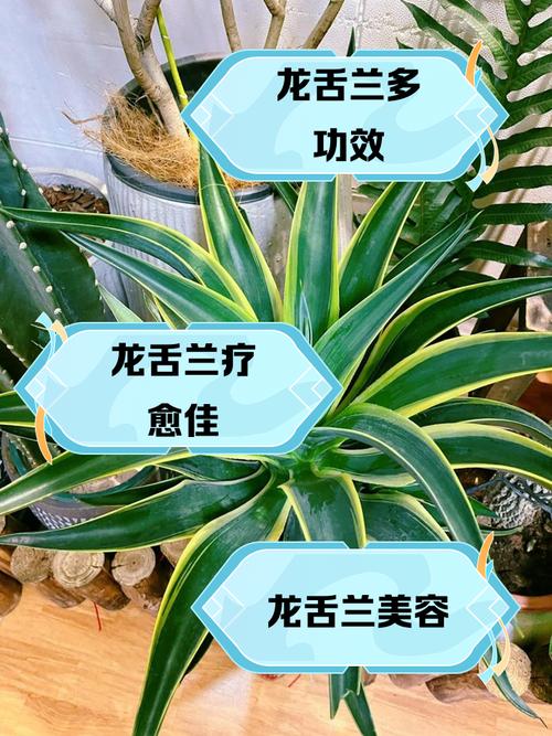 龙舌兰的常见病虫害,龙舌兰的虫子?-第2张图片-优品飞百科 龙舌兰的常见病虫害,龙舌兰的虫子?-第2张图片-优品飞百科