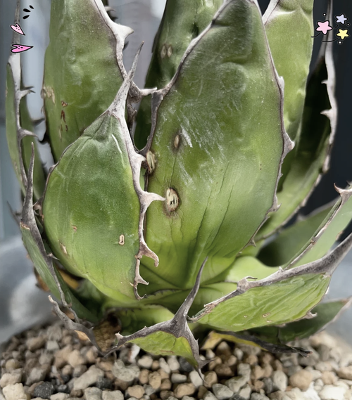 龙舌兰的常见病虫害,龙舌兰的虫子?-第3张图片-优品飞百科 龙舌兰的常见病虫害,龙舌兰的虫子?-第3张图片-优品飞百科