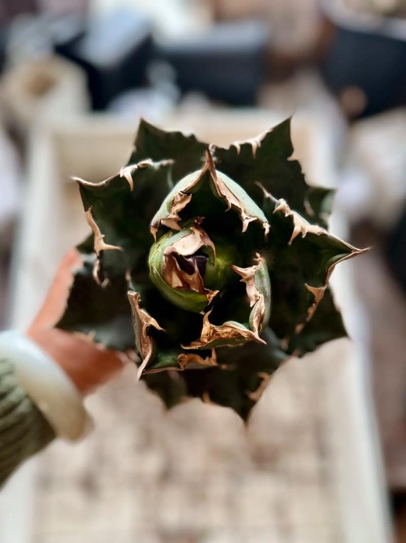 龙舌兰的常见病虫害,龙舌兰的虫子?-第4张图片-优品飞百科 龙舌兰的常见病虫害,龙舌兰的虫子?-第4张图片-优品飞百科
