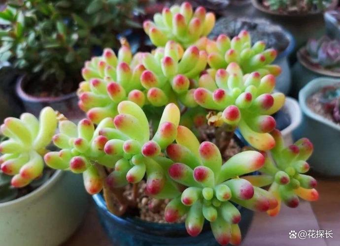 乙女心变软变皱怎么办，乙女心干瘪发软-第1张图片-优品飞百科