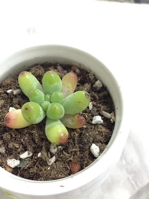 乙女心变软变皱怎么办，乙女心干瘪发软-第2张图片-优品飞百科