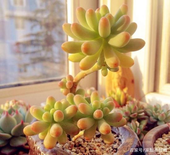 乙女心变软变皱怎么办，乙女心干瘪发软-第3张图片-优品飞百科