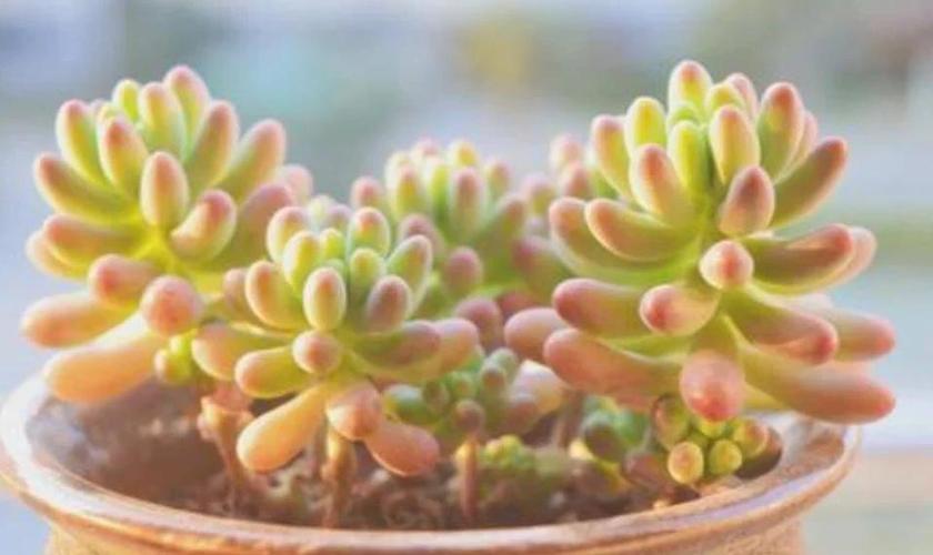 乙女心变软变皱怎么办，乙女心干瘪发软-第4张图片-优品飞百科