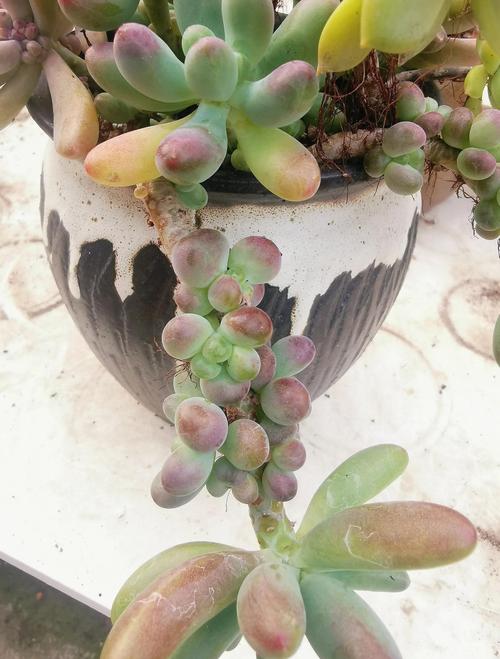 乙女心变软变皱怎么办，乙女心干瘪发软-第5张图片-优品飞百科