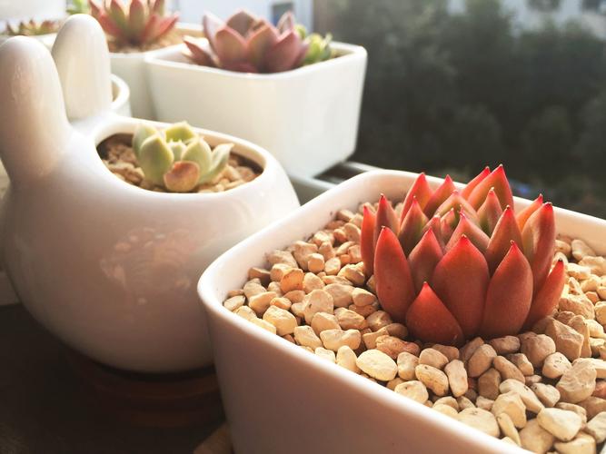 乙女心变软变皱怎么办，乙女心干瘪发软-第6张图片-优品飞百科