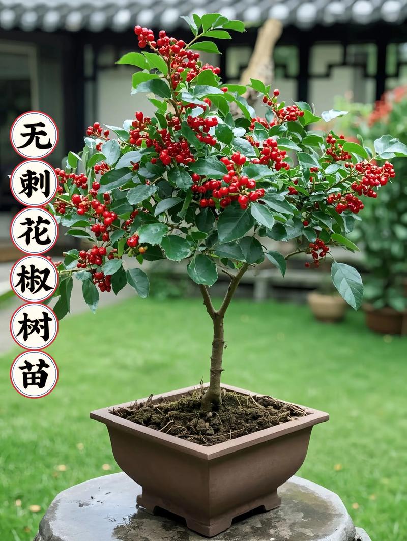 花椒树苗什么时候种植（季节、行距、一亩多少颗？），花椒树的种植时间-第1张图片-优品飞百科