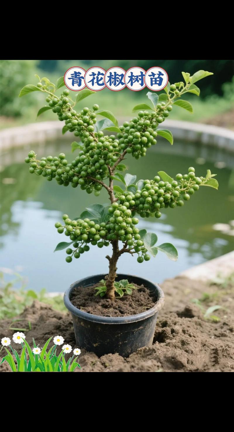 花椒树苗什么时候种植（季节、行距、一亩多少颗？），花椒树的种植时间-第2张图片-优品飞百科