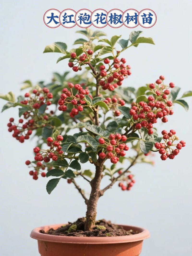 花椒树苗什么时候种植（季节、行距、一亩多少颗？），花椒树的种植时间-第3张图片-优品飞百科