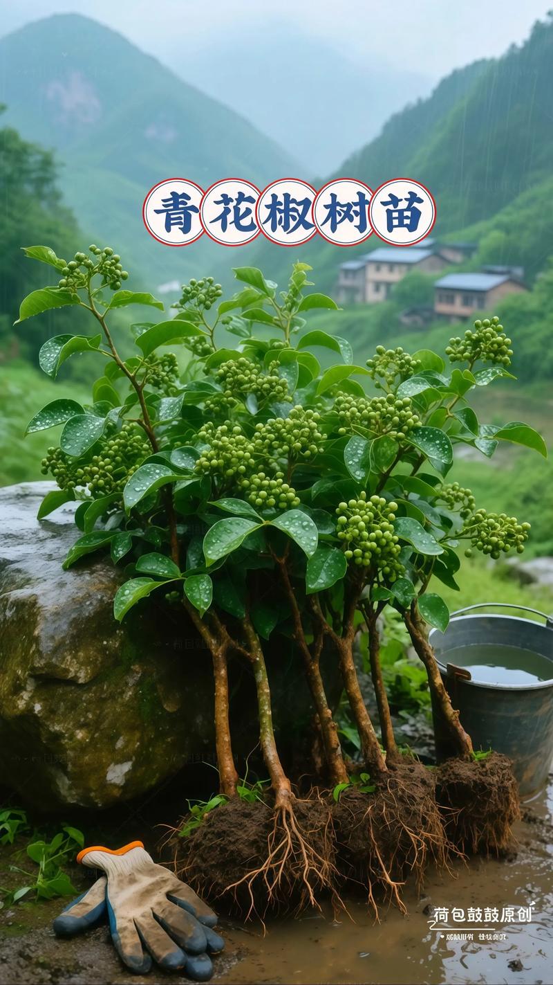 花椒树苗什么时候种植（季节、行距、一亩多少颗？），花椒树的种植时间-第4张图片-优品飞百科