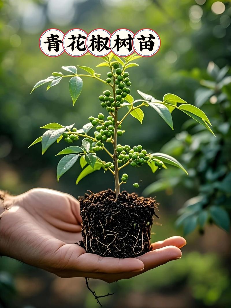 花椒树苗什么时候种植（季节、行距、一亩多少颗？），花椒树的种植时间-第5张图片-优品飞百科