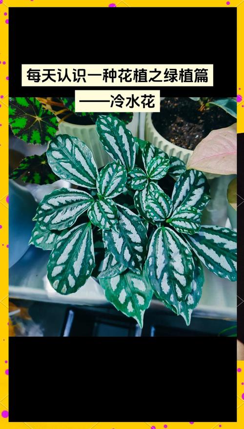 冷水花的常见品种？冷水花的常见品种图片？-第1张图片-优品飞百科