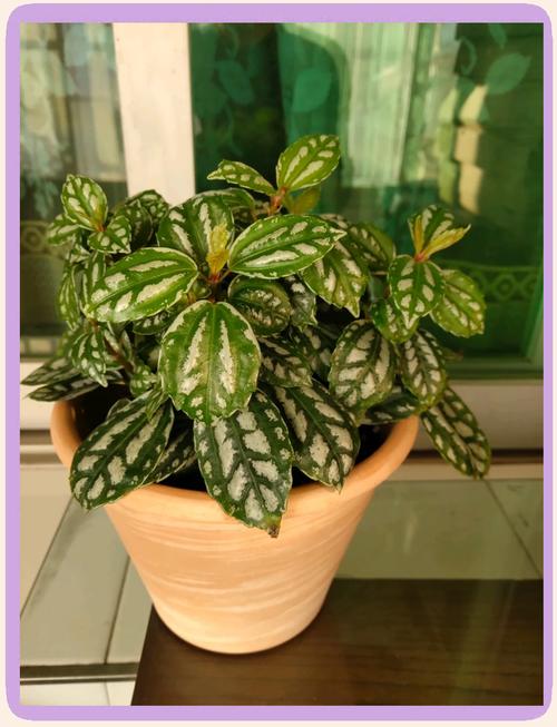 冷水花的常见品种？冷水花的常见品种图片？-第2张图片-优品飞百科