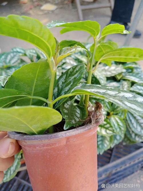 冷水花的常见品种？冷水花的常见品种图片？-第4张图片-优品飞百科