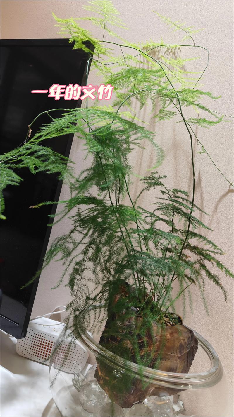 文竹风水摆放禁忌，文竹最忌三个属相