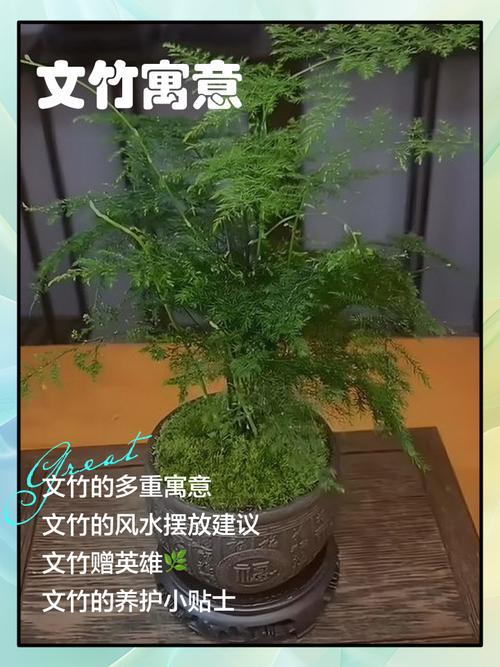 文竹风水摆放禁忌,文竹最忌三个属相-第3张图片-优品飞百科 文竹风水摆放禁忌,文竹最忌三个属相-第3张图片-优品飞百科