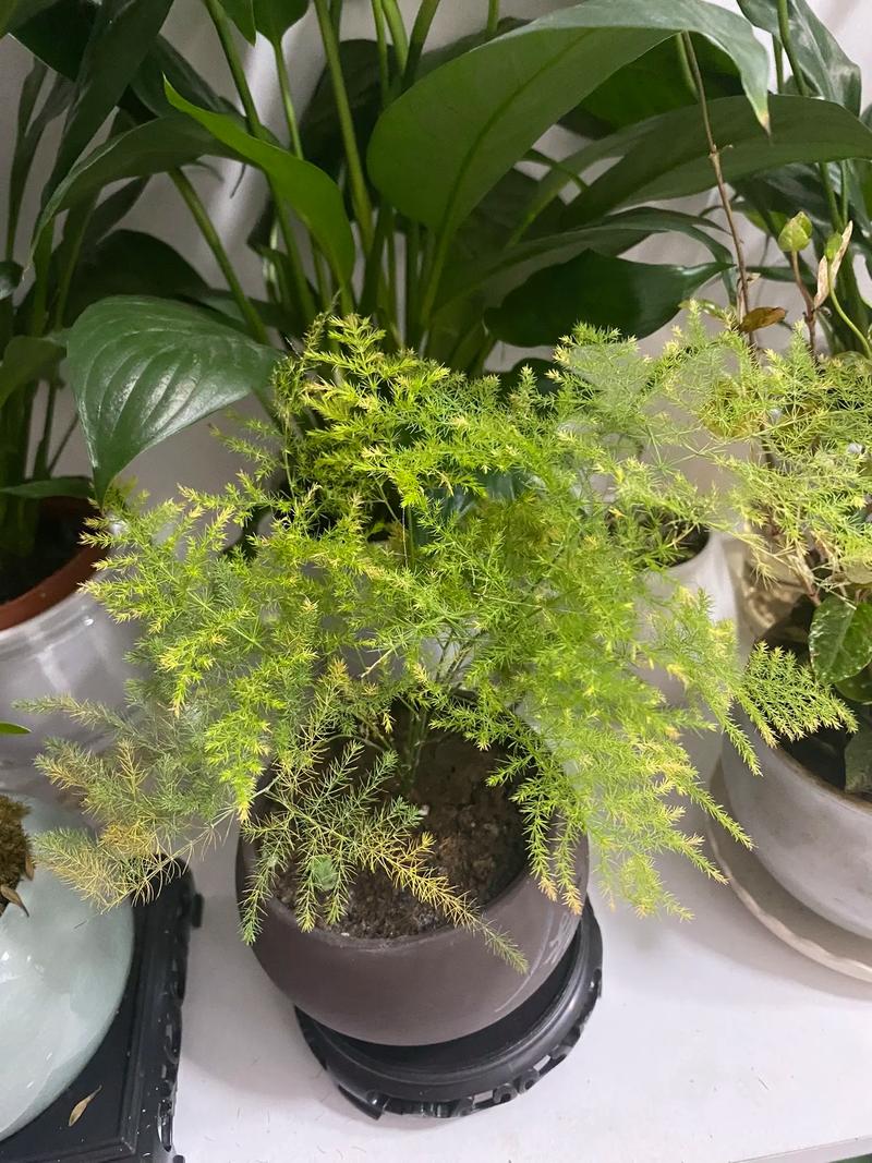 文竹风水摆放禁忌,文竹最忌三个属相-第4张图片-优品飞百科 文竹风水摆放禁忌,文竹最忌三个属相-第4张图片-优品飞百科