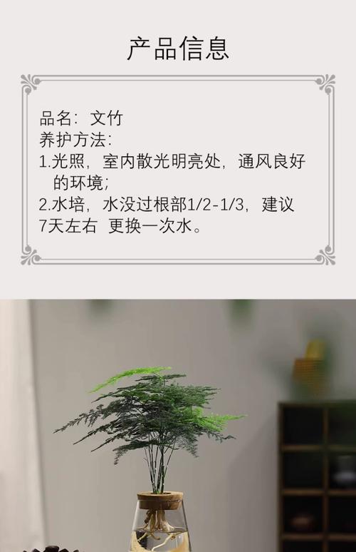 文竹风水摆放禁忌,文竹最忌三个属相-第5张图片-优品飞百科 文竹风水摆放禁忌,文竹最忌三个属相-第5张图片-优品飞百科