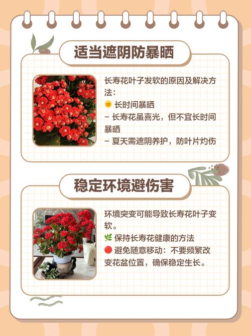 长寿花叶子发黄发软怎么办？长寿花叶子发黄怎么补救？