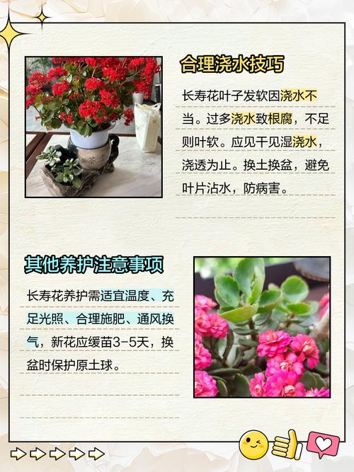 长寿花叶子发黄发软怎么办？长寿花叶子发黄怎么补救？-第2张图片-优品飞百科