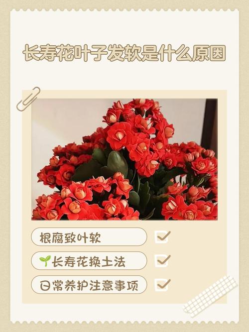 长寿花叶子发黄发软怎么办？长寿花叶子发黄怎么补救？-第3张图片-优品飞百科