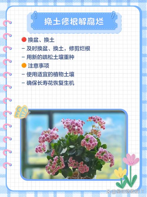 长寿花叶子发黄发软怎么办？长寿花叶子发黄怎么补救？-第4张图片-优品飞百科