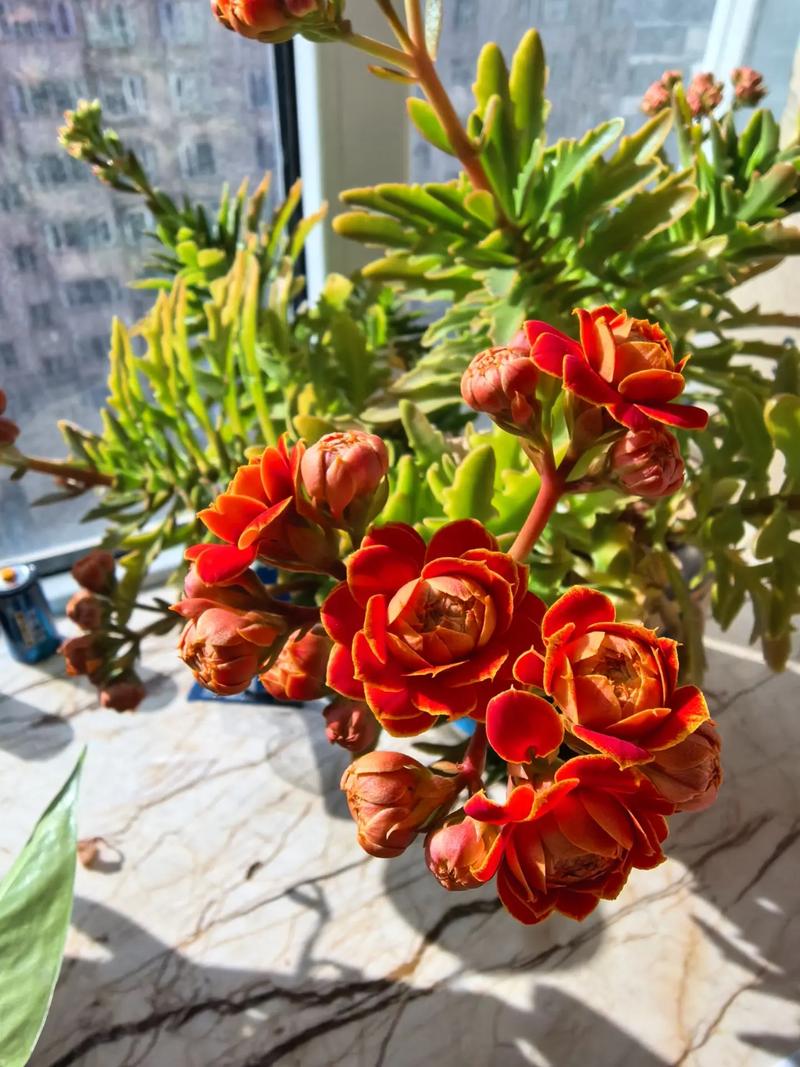 长寿花叶子发黄发软怎么办？长寿花叶子发黄怎么补救？-第5张图片-优品飞百科