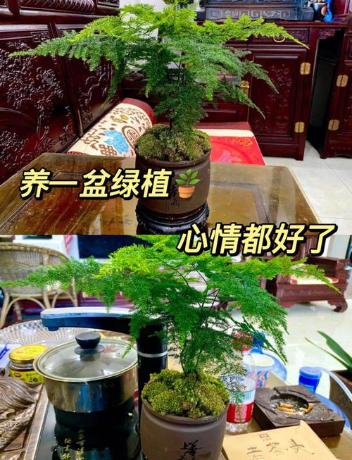 文竹好养吗，（养殖方法介绍），文竹好养吗?可以养在室内吗？