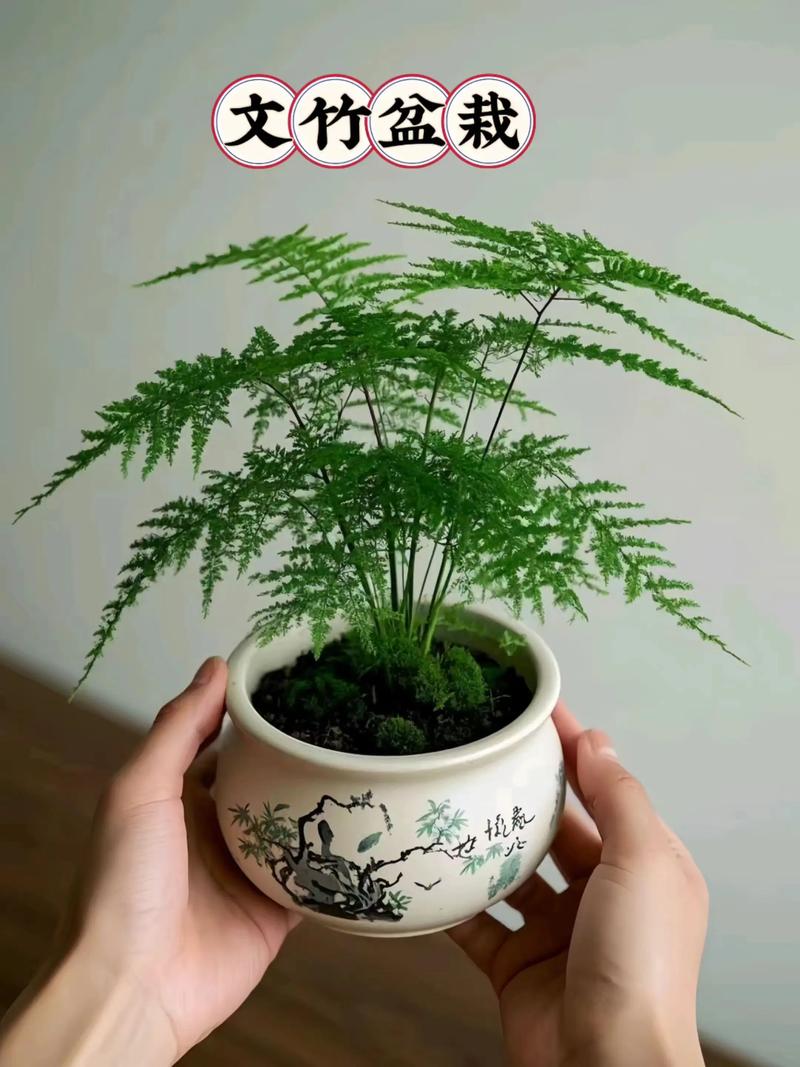 文竹好养吗,(养殖方法介绍),文竹好养吗?可以养在室内吗?-第2张图片-优品飞百科 文竹好养吗,(养殖方法介绍),文竹好养吗?可以养在室内吗?-第2张图片-优品飞百科