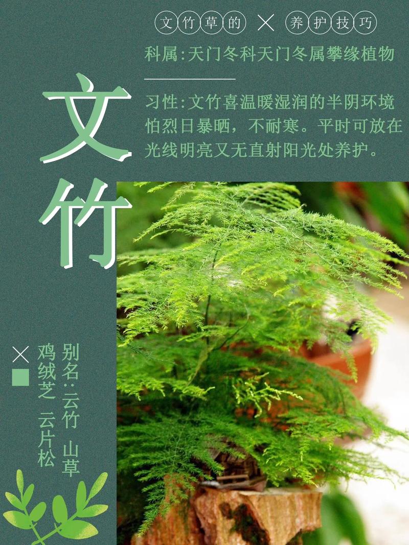 文竹好养吗,(养殖方法介绍),文竹好养吗?可以养在室内吗?-第3张图片-优品飞百科 文竹好养吗,(养殖方法介绍),文竹好养吗?可以养在室内吗?-第3张图片-优品飞百科