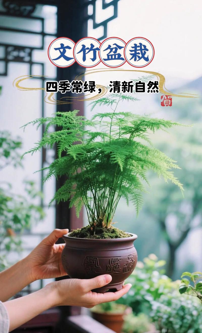 文竹好养吗,(养殖方法介绍),文竹好养吗?可以养在室内吗?-第4张图片-优品飞百科 文竹好养吗,(养殖方法介绍),文竹好养吗?可以养在室内吗?-第4张图片-优品飞百科