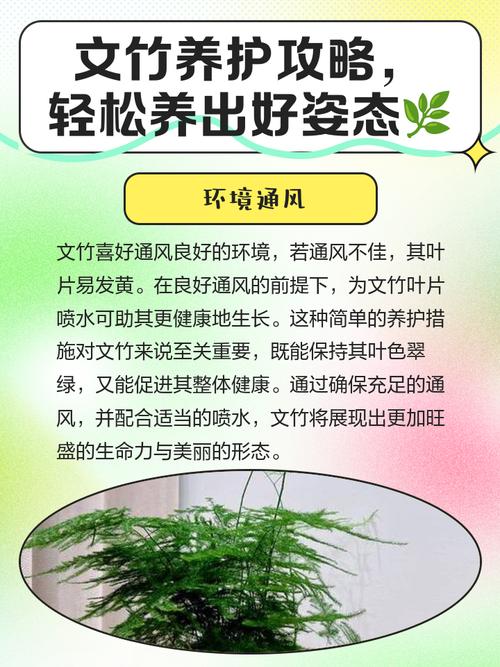 文竹好养吗,(养殖方法介绍),文竹好养吗?可以养在室内吗?-第5张图片-优品飞百科 文竹好养吗,(养殖方法介绍),文竹好养吗?可以养在室内吗?-第5张图片-优品飞百科