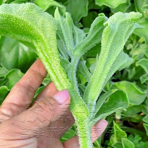 非洲冰草有哪些价值，非洲冰草的营养价值？-第2张图片-优品飞百科