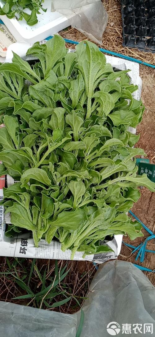 非洲冰草有哪些价值，非洲冰草的营养价值？-第3张图片-优品飞百科