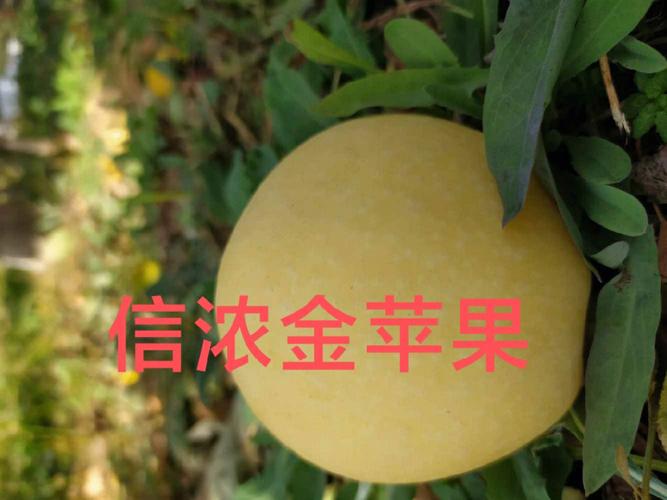 红富士有哪些特征,红富士有哪些特征和作用?-第1张图片-优品飞百科 红富士有哪些特征,红富士有哪些特征和作用?-第1张图片-优品飞百科