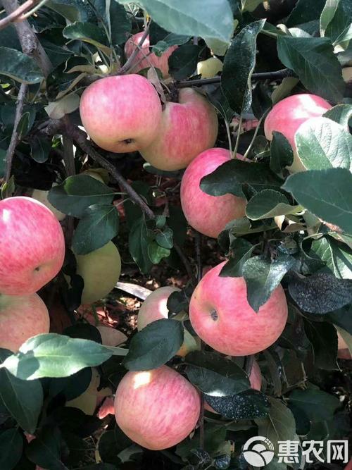 红富士有哪些特征,红富士有哪些特征和作用?-第5张图片-优品飞百科 红富士有哪些特征,红富士有哪些特征和作用?-第5张图片-优品飞百科