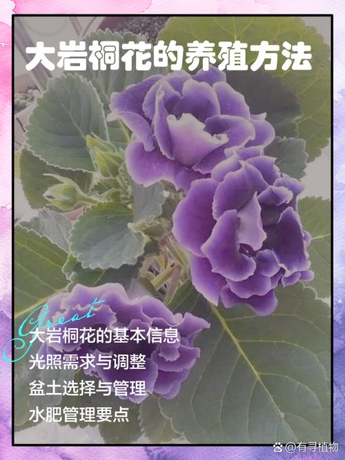 大岩桐怎么养，大岩桐怎么养护？