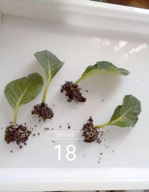 大岩桐怎么养，大岩桐怎么养护？-第2张图片-优品飞百科