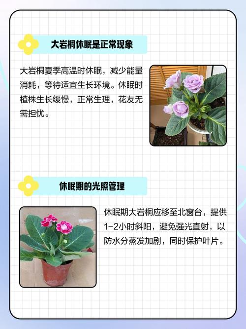 大岩桐怎么养，大岩桐怎么养护？-第3张图片-优品飞百科