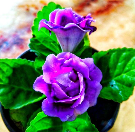 大岩桐怎么养，大岩桐怎么养护？-第4张图片-优品飞百科