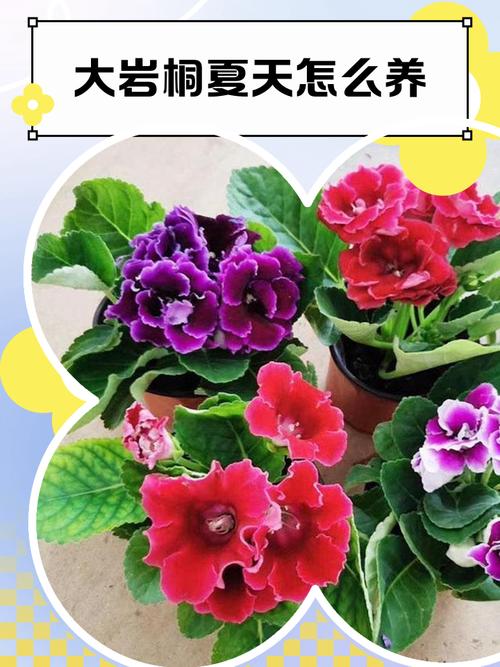 大岩桐怎么养，大岩桐怎么养护？-第5张图片-优品飞百科