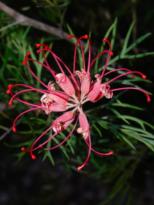 红花银桦的养殖方法，红树银花的树是什么意思？