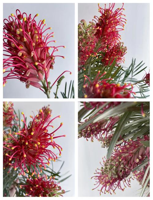 红花银桦的养殖方法，红树银花的树是什么意思？-第2张图片-优品飞百科