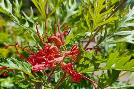 红花银桦的养殖方法，红树银花的树是什么意思？-第3张图片-优品飞百科