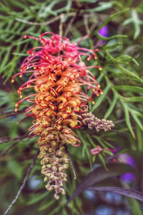 红花银桦的养殖方法，红树银花的树是什么意思？-第4张图片-优品飞百科