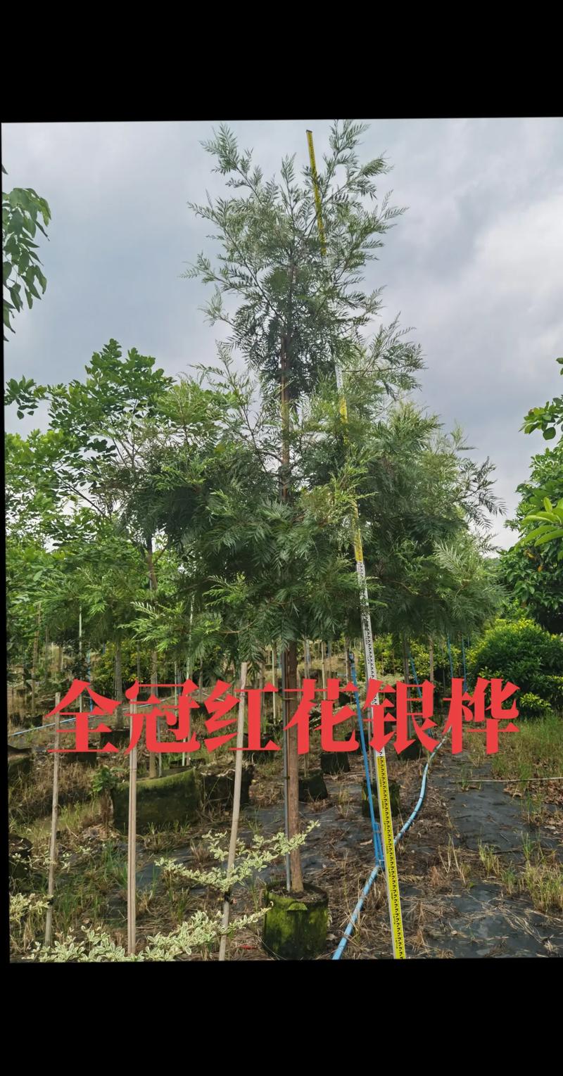 红花银桦的养殖方法，红树银花的树是什么意思？-第5张图片-优品飞百科