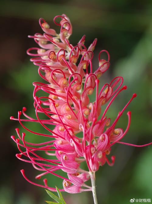 红花银桦的养殖方法，红树银花的树是什么意思？-第6张图片-优品飞百科