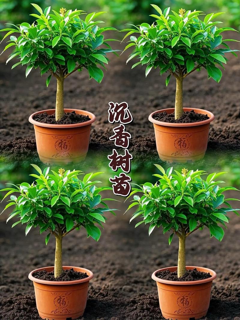 包含沉香树费用的词条-第1张图片-优品飞百科