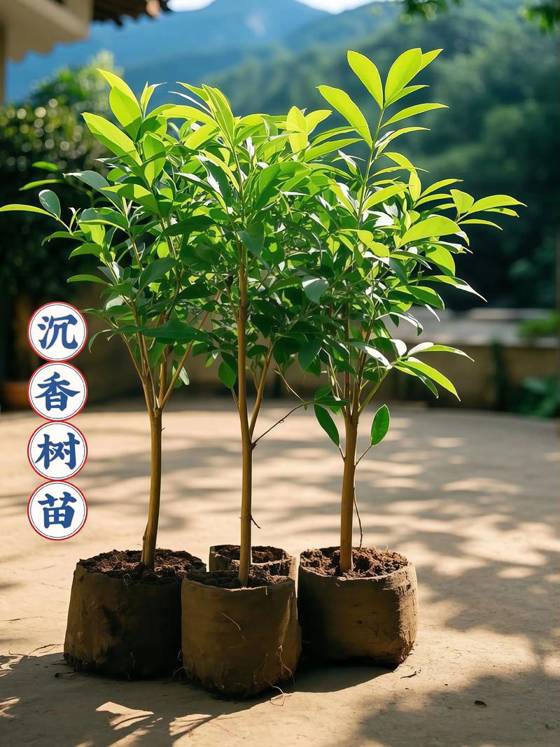 包含沉香树费用的词条-第3张图片-优品飞百科